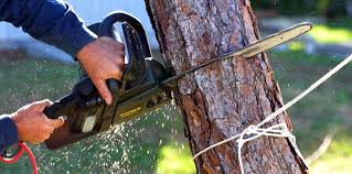 Best Emergency Tree Removal  in Corralitos, CA