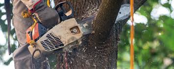 Best Tree Removal  in Corralitos, CA
