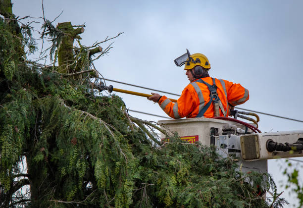 Best Tree Risk Assessment  in Corralitos, CA