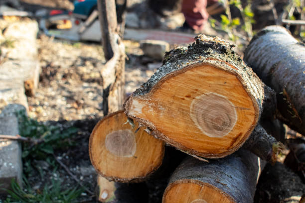 Best Tree Mulching  in Corralitos, CA