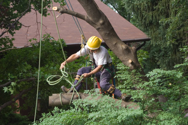 Best Tree Preservation Services  in Corralitos, CA