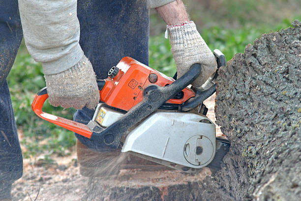 Best Tree and Shrub Care  in Corralitos, CA