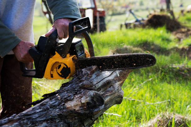  Corralitos, CA Tree Care Pros