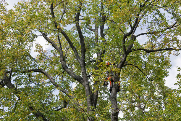 Best Emergency Tree Removal  in Corralitos, CA